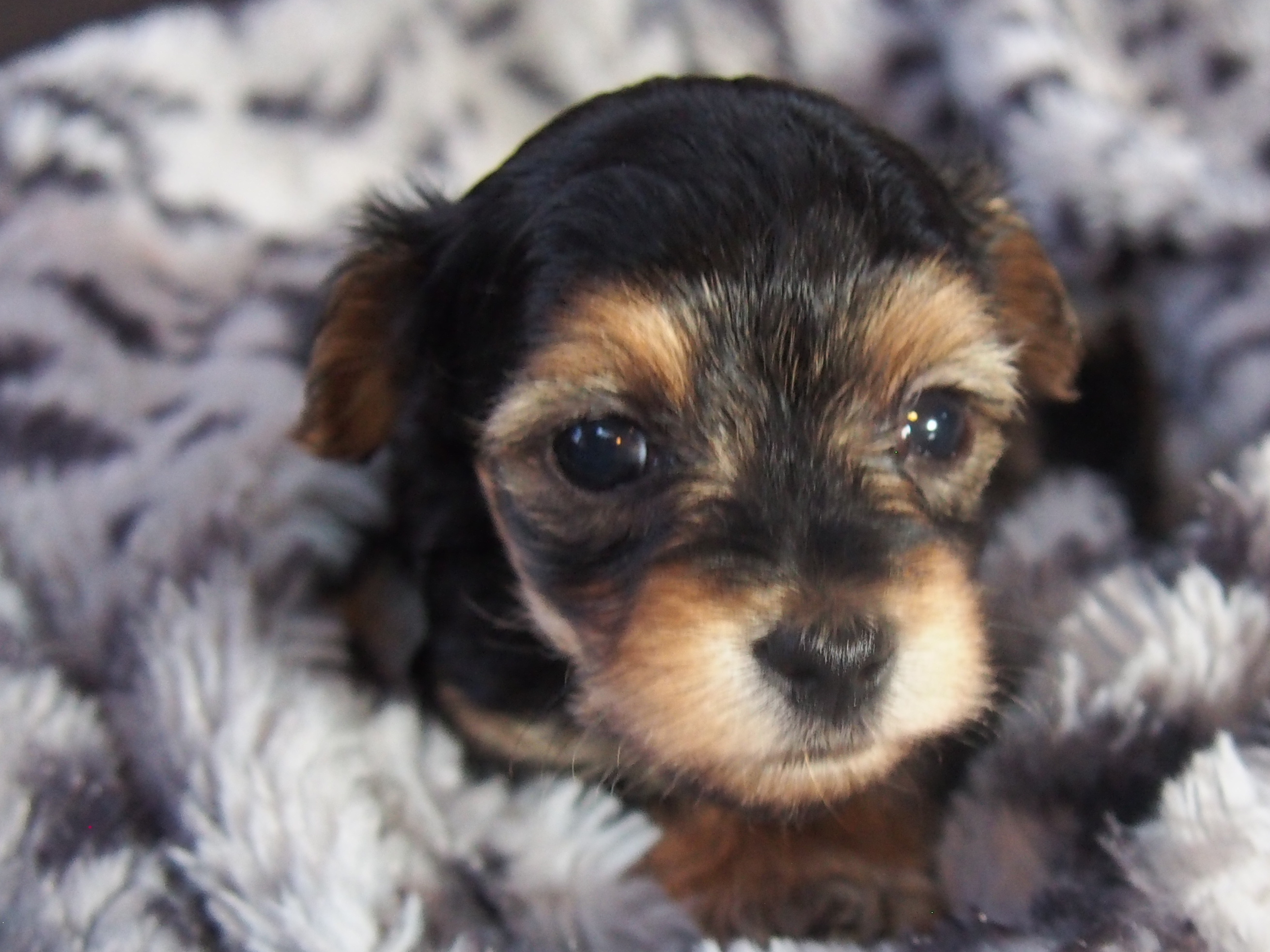 Angels Yorkipoo Puppies Nursery