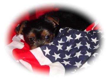 #picture Angels Yorkies and Designer Puppies Baby Yorkie wrapped in flag picture