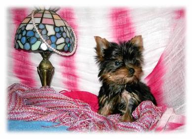 #Angels,Yorkie picture 45244