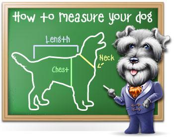 How to measure your dog picture