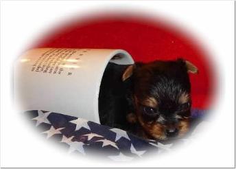 Angels Yorkies & Designer Puppies 45244 Yorkie puppy in a cup picture