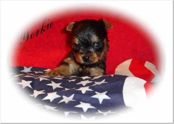 Angels Yorkies & Designer Puppies 45244 Yorkie Puppy with paw on flag