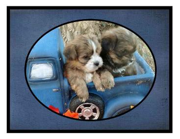 # picture Angels Yorkies & Designer Puppies 45244 Two Shorkie puppy in a truck picture