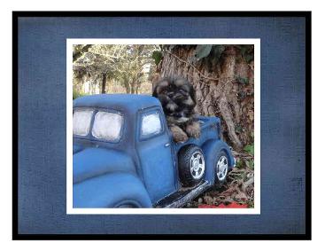 # picture Angels Yorkies & Designer Puppies 45244 one Shorkies in a truck picture