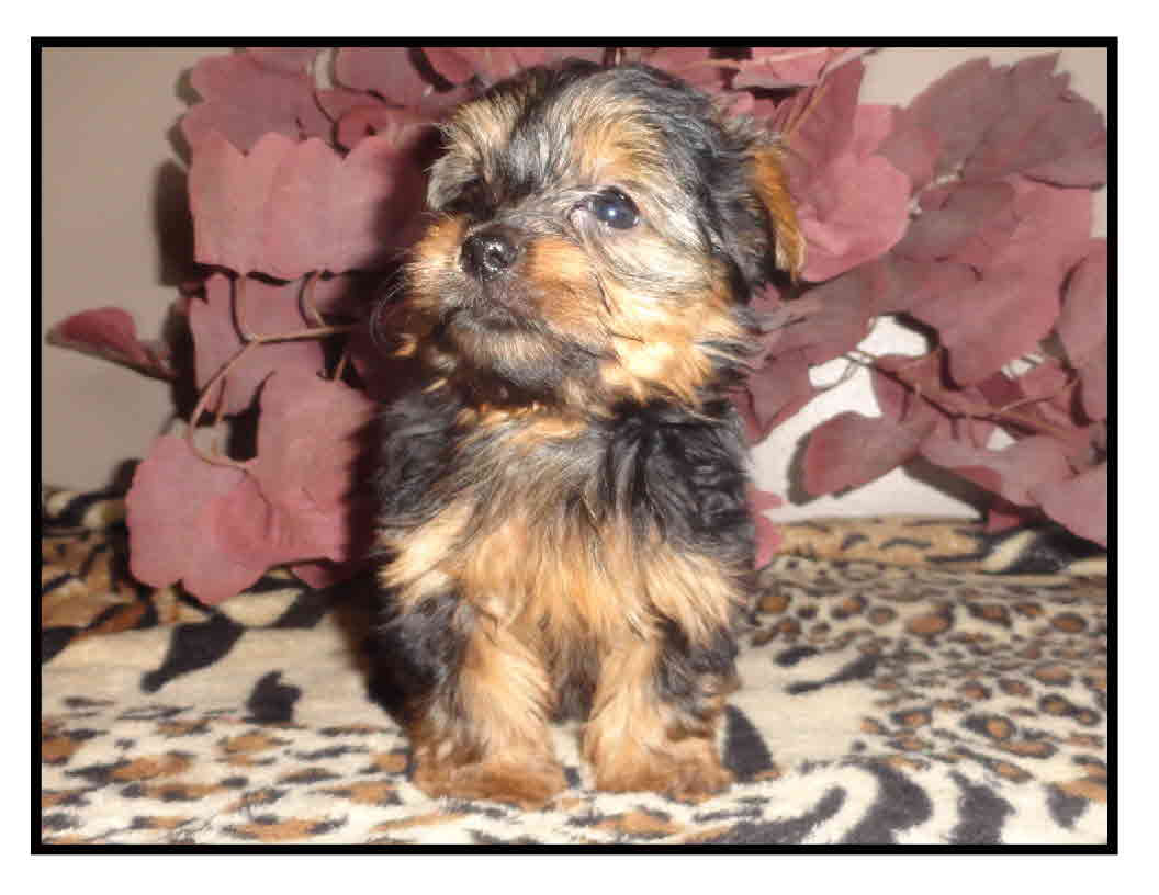 Angels Yorkies & Designer Puppies